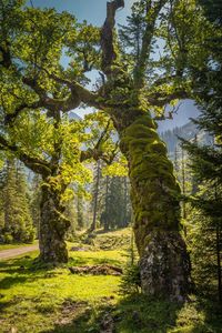 Low angle view of trees in forest against sky