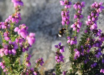 Close-up of bee on purple flowers