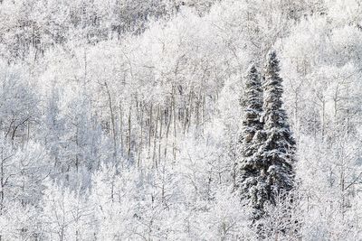 Frozen tree in forest