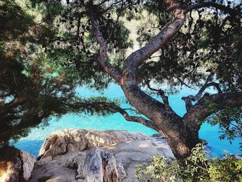 Low angle view of trees against sky
