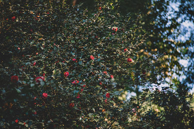 Red berries growing on tree