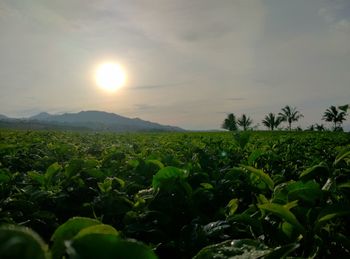 Scenic view of field against sky during sunset