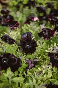 Close-up of blackberries growing on plant