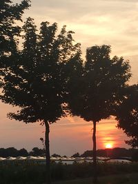 Silhouette trees on field against sky during sunset