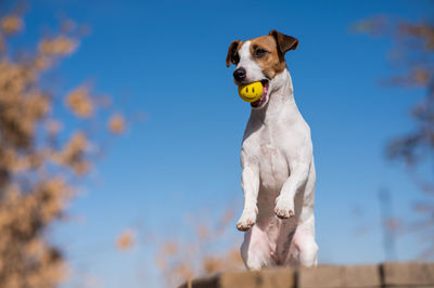 Low angle view of dog