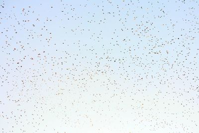 Low angle view of birds flying in the sky