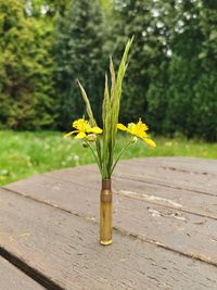 Close-up of yellow flower on wooden table