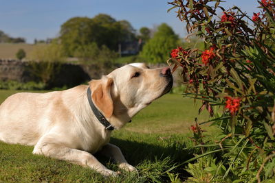 View of a dog looking away