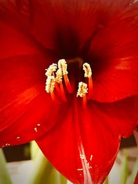 Close-up of red hibiscus blooming outdoors