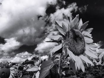 Close-up of flowers growing in field