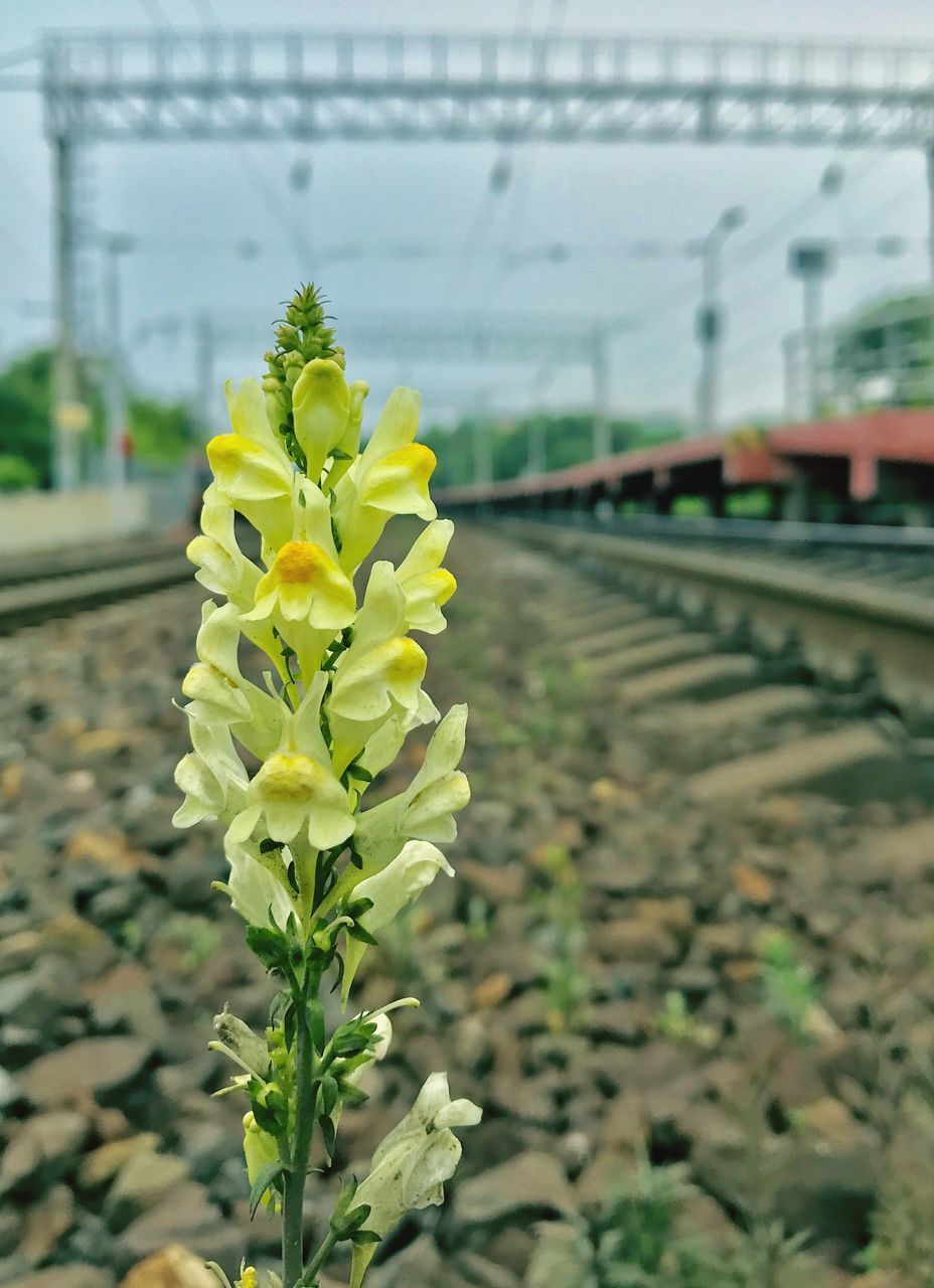 CLOSE-UP OF YELLOW FLOWERING PLANTS BY RAILROAD TRACK