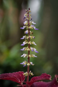 Close-up of purple flowering plant