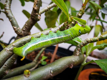 Close-up of insect on plant