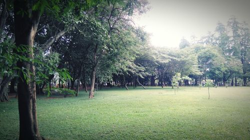 Trees in park