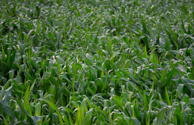 Full frame shot of fresh green field