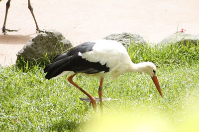 Birds on grass