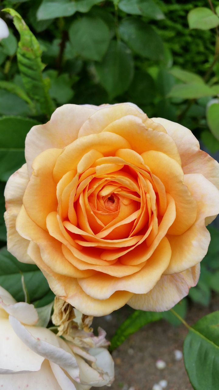 flower, petal, flower head, freshness, fragility, growth, rose - flower, beauty in nature, close-up, nature, plant, blooming, focus on foreground, single flower, leaf, in bloom, yellow, orange color, rose, blossom