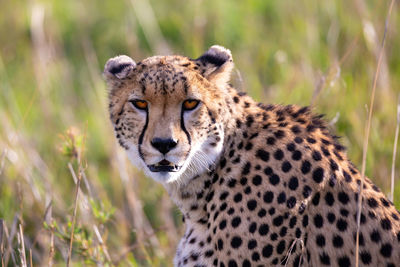 Portrait of cat on land