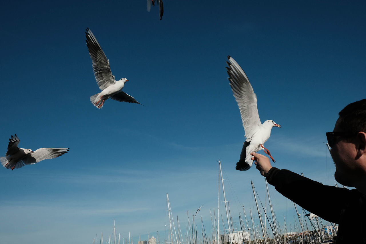 flying, animal wildlife, spread wings, bird, vertebrate, animal, animal themes, animals in the wild, sky, group of animals, seagull, low angle view, human hand, mid-air, day, nature, hand, motion, real people, feeding, outdoors, finger