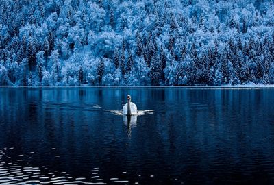 View of swan in lake