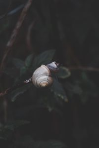 Close-up of snail on branch