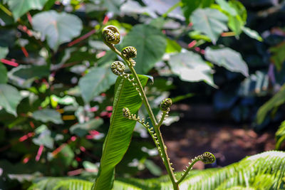 Close-up of green leaf on plant