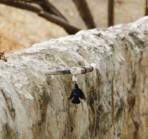 Close-up of rope hanging on tree trunk