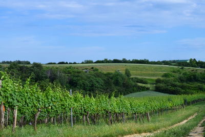 Scenic view of agricultural field against sky