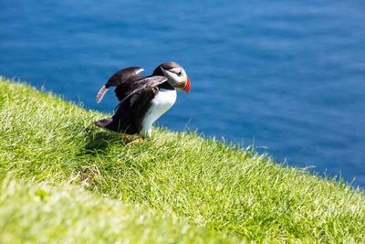 View of bird on grass