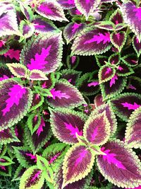 Full frame shot of pink flowers