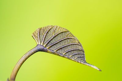 leaf