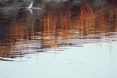 Reflection of trees in water