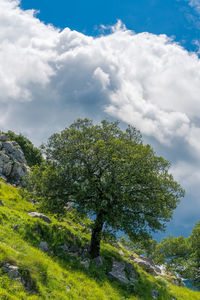 Low angle view of trees on field against sky