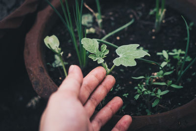 Cropped image of hand holding plant