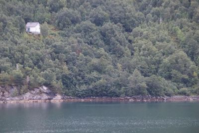 Scenic view of lake by trees in forest