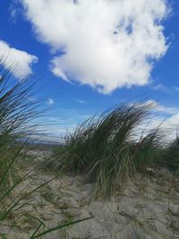 Plants growing on field by sea against sky