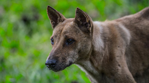 Close-up of a dog looking away