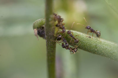 Close-up of insect on plant