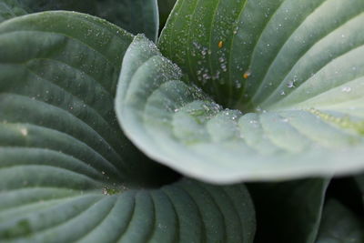 Close-up of raindrops on leaves