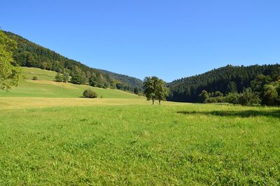 Scenic view of field against clear blue sky