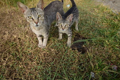 Portrait of cats on grass