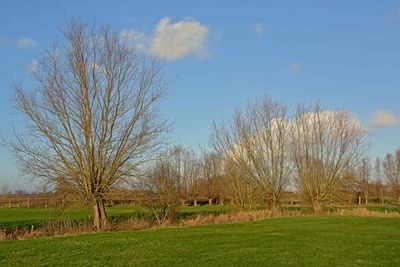 Bare trees on field against sky