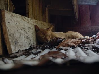 Portrait of cat sleeping