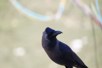 Close-up of a bird