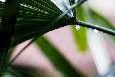 Close-up of wet plant