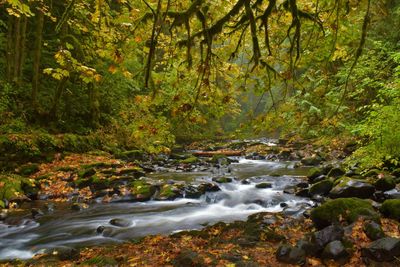 Scenic view of waterfall in forest during autumn