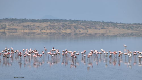 Flock of flamingos in lake against sky, lake magadi, rift valley, kenya 