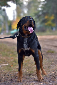 Black dog looking away while sitting on land