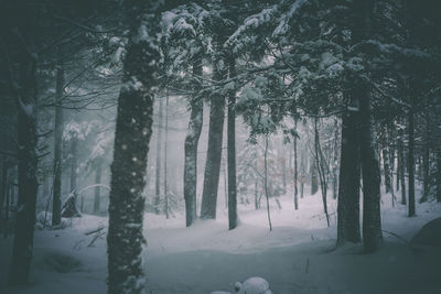 Trees in forest during winter