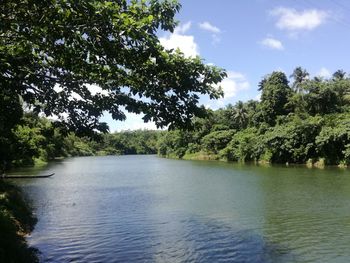 Scenic view of river amidst trees in forest against sky